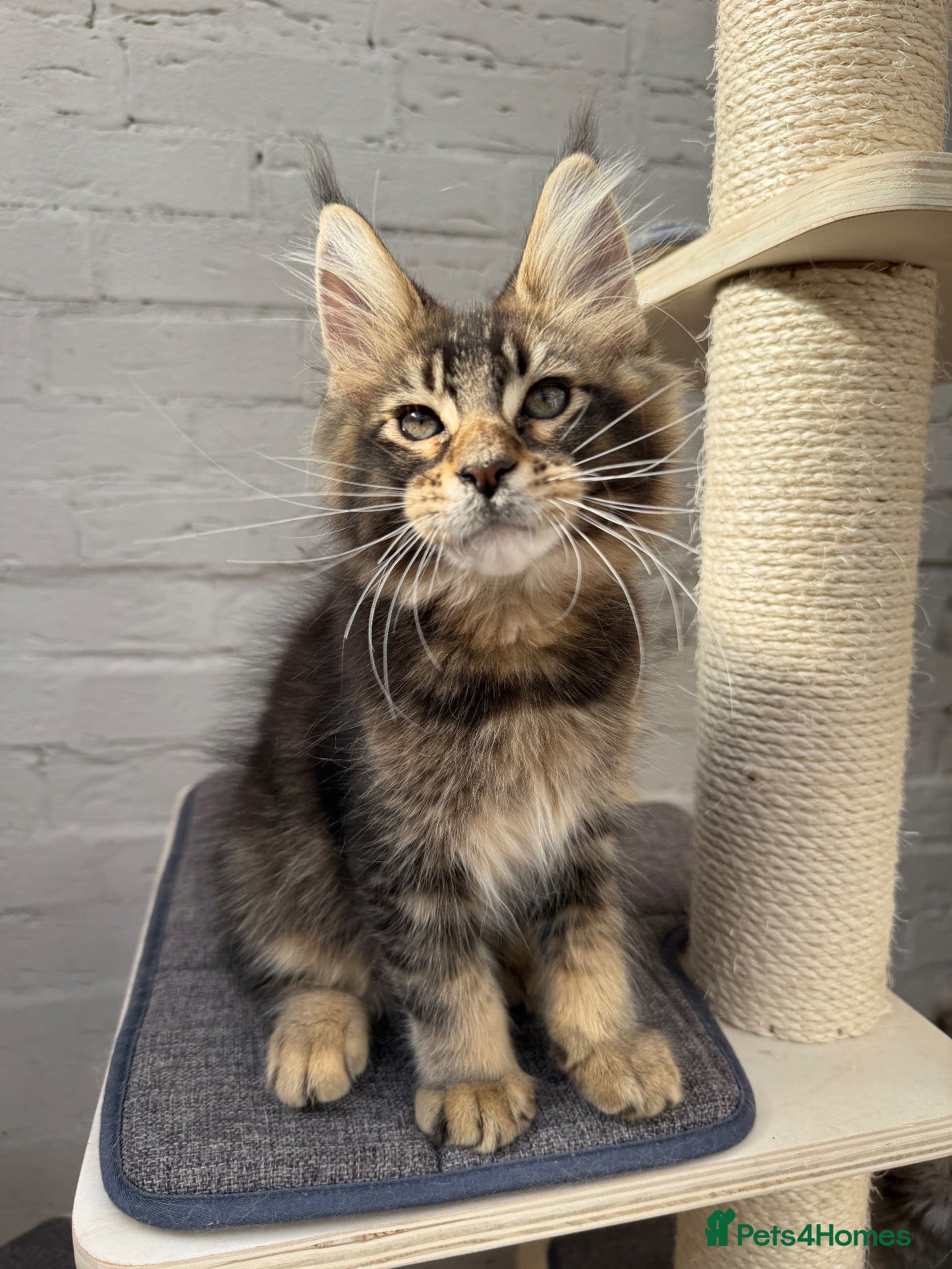 Maine Coon cats Champion TICA Pedigree Maine Coons kittens  - Advert 1