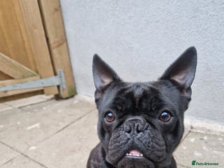 French Bulldog dogs Beautiful example of a French Bulldog - Advert 1
