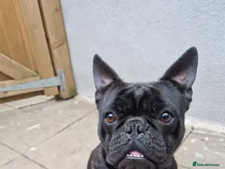 French Bulldog dogs Beautiful example of a French Bulldog - Advert 2