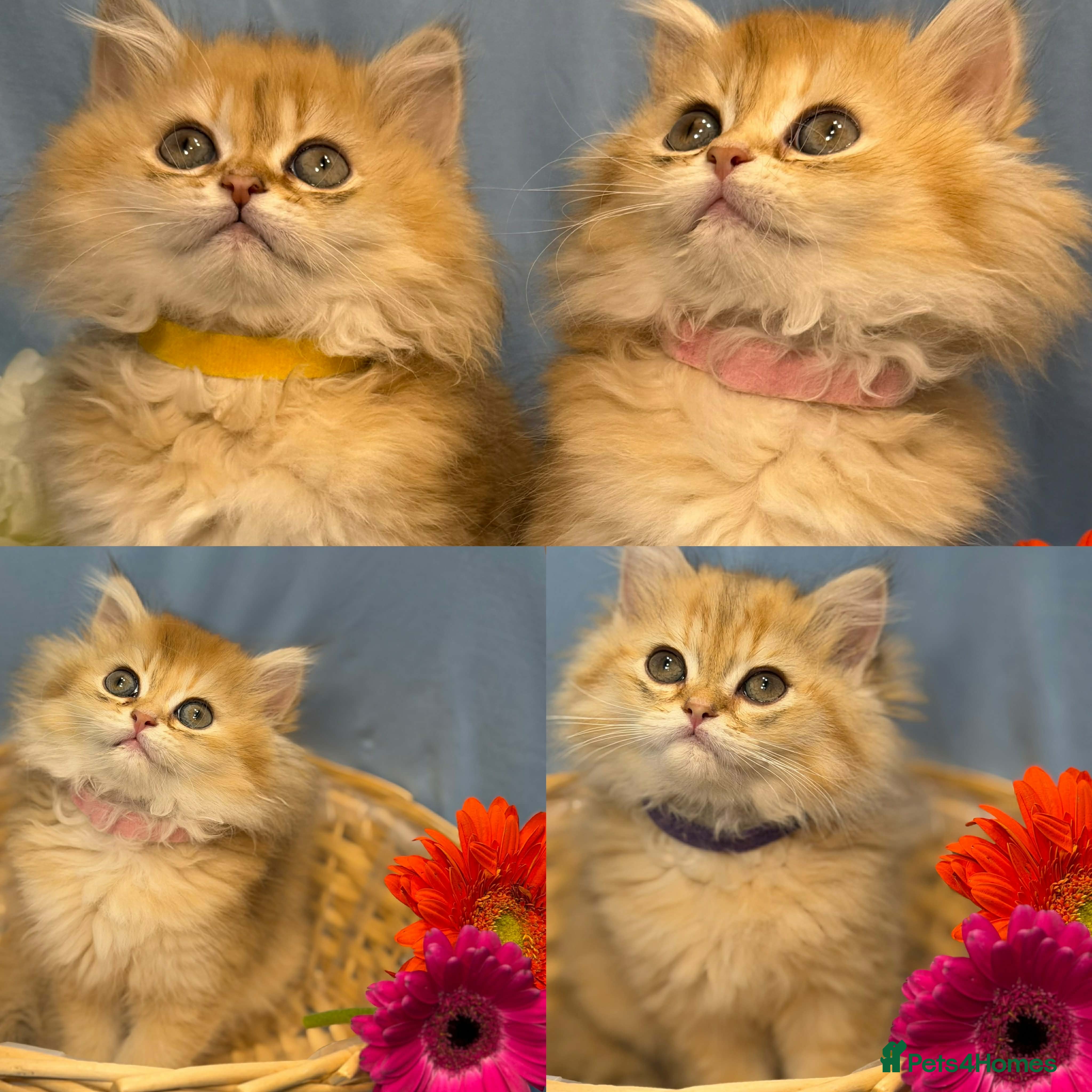 British Longhair cats CHUNKY, BEAUTIFUL BLH GOLDEN KITTENS  - Advert 3