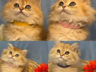 British Longhair cats CHUNKY, BEAUTIFUL BLH GOLDEN KITTENS - Advert 3