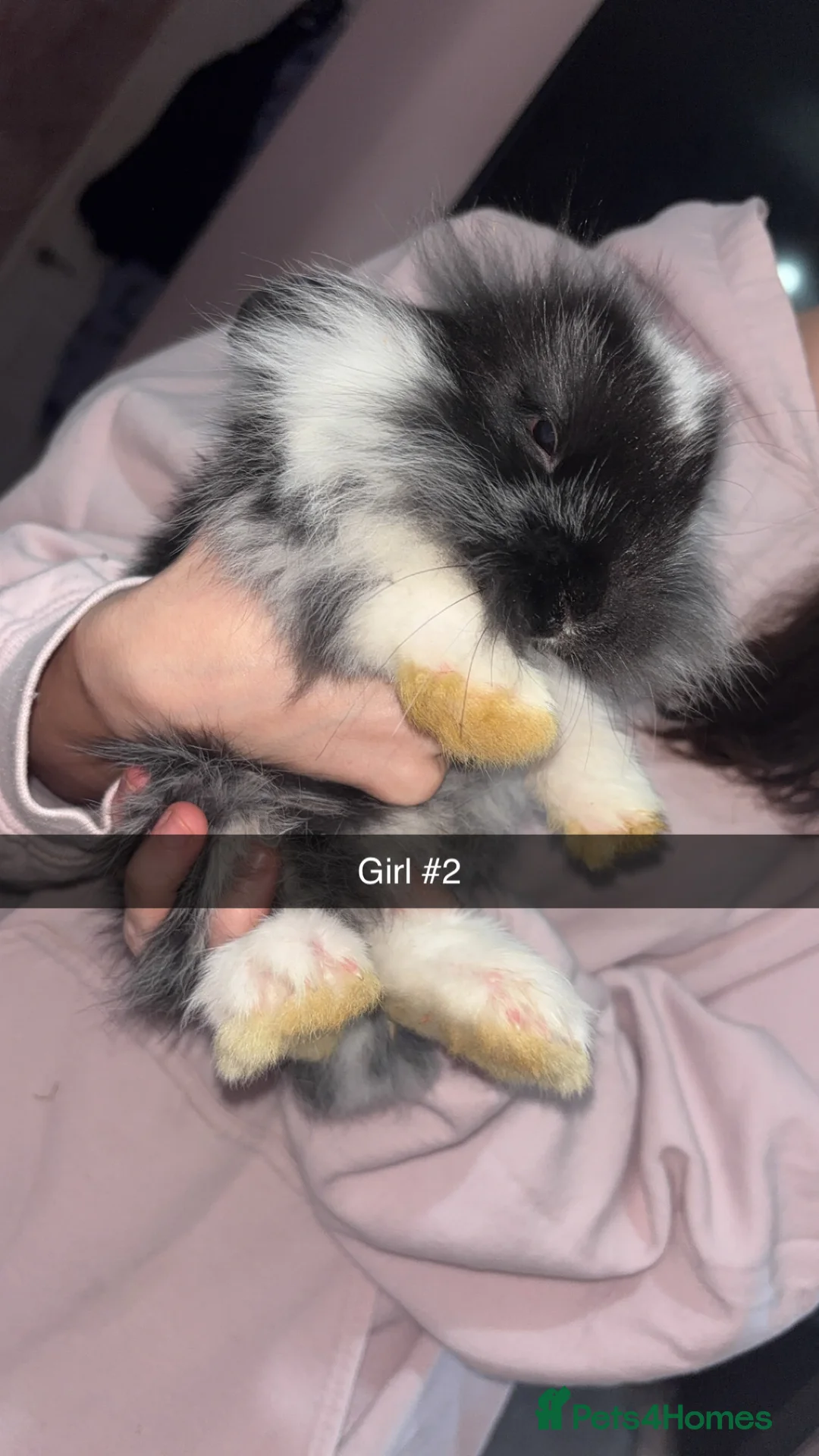 Mixed Breed rabbits for sale: 5 gorgeous baby bunnies up for sale  - Advert 2