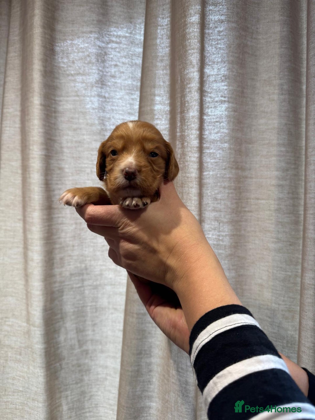 Cocker Spaniel dogs for sale: Golden working Cocker spaniels - Advert 8