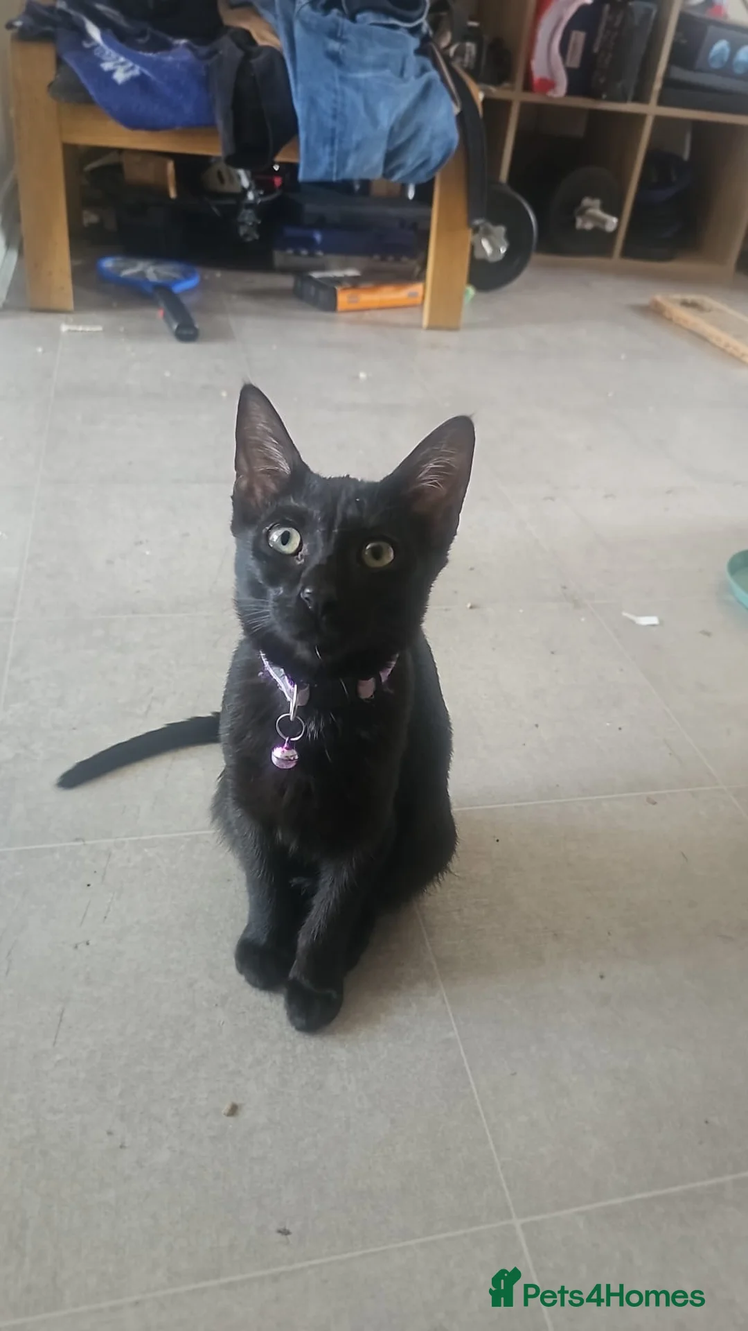 Mixed Breed cats for sale: Lydia 🩷 - Advert 2
