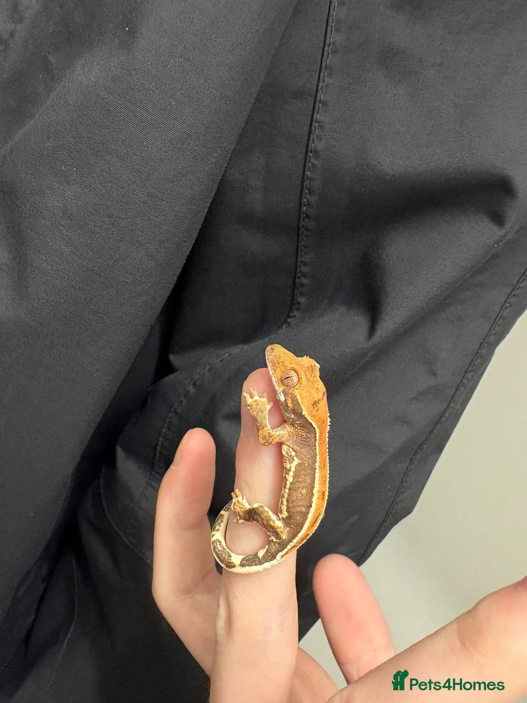 Gecko reptiles for sale: Baby crested geckos for sale - Advert 1