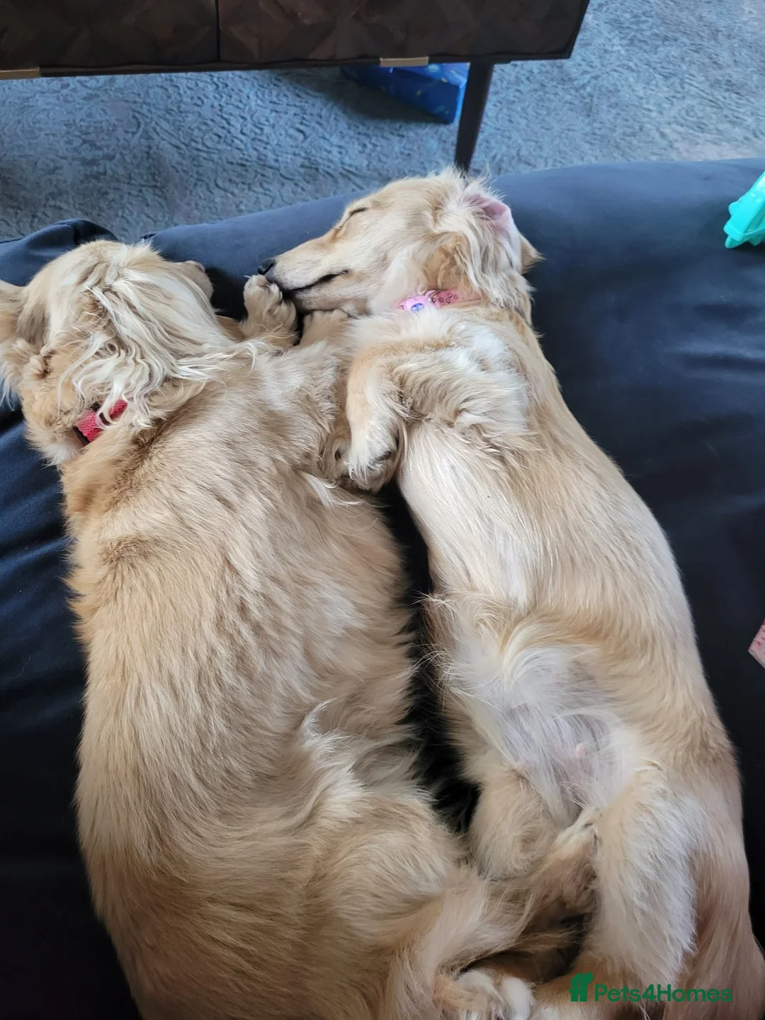 Miniature Dachshund dogs for stud: Quality Cream Long Haired Mini Dachshund in Launceston - Advert 2