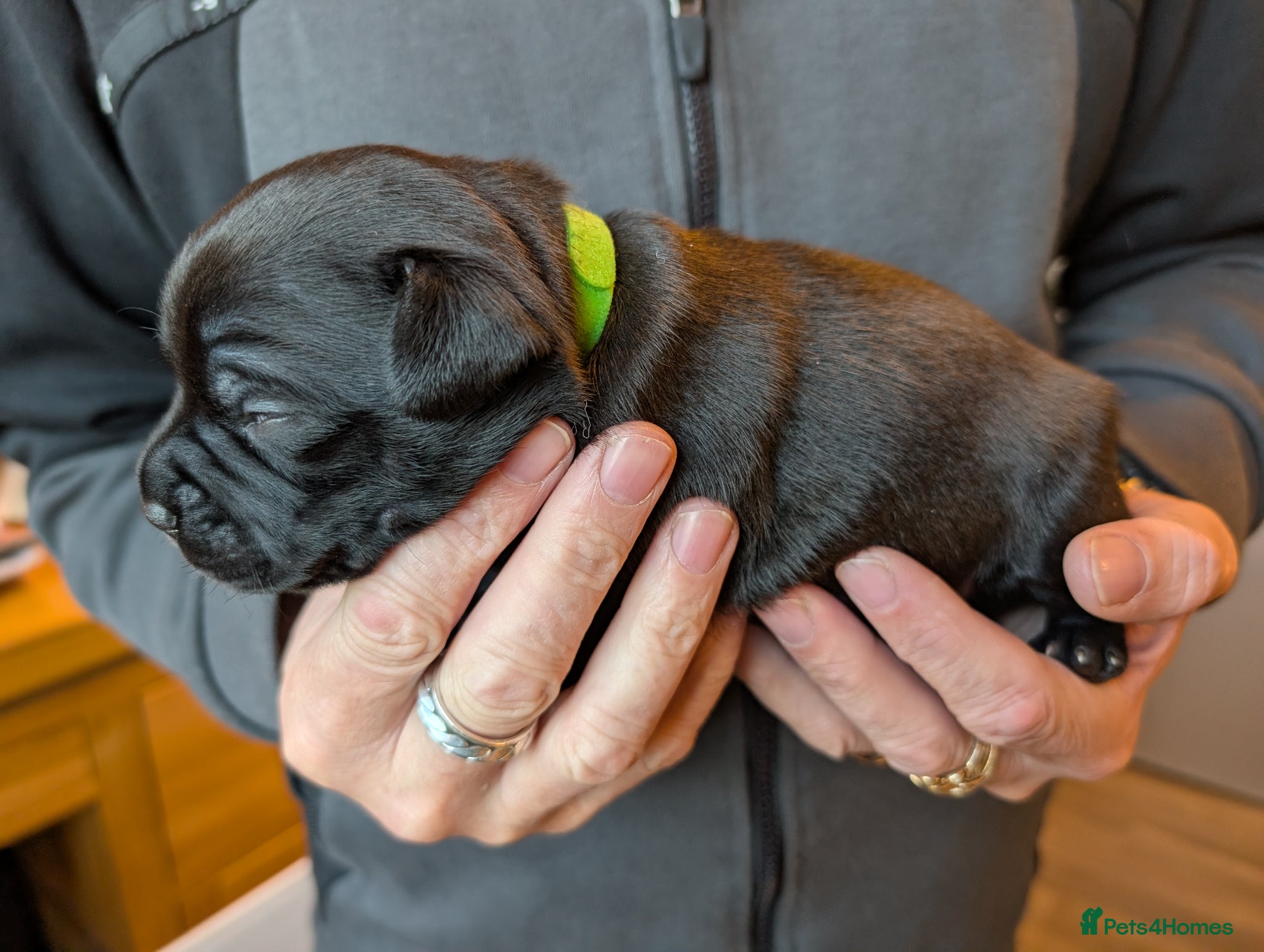 Staffordshire Bull Terrier dogs King Fury KCreg excellent pedigree blue/black pups - Advert 2
