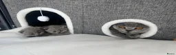 British Shorthair cats for sale: 3 Male British Shorthair Teddy Bear Kittens in Sutton Coldfield - Advert 3