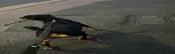 Rottweiler dogs for sale: Riicco - Advert 8