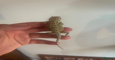 Dragon reptiles - Advert 7