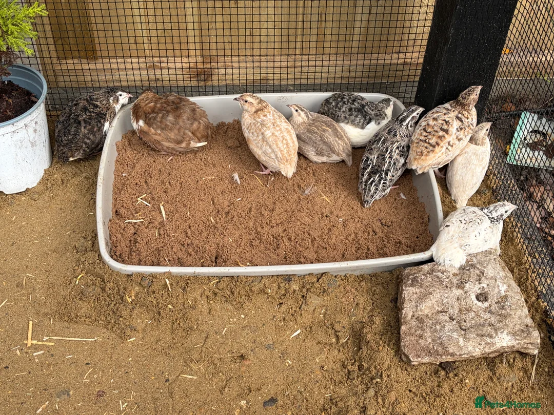 Quail poultry for sale: 11 coturnix quails 10 girls 1 boys.  - Advert 5