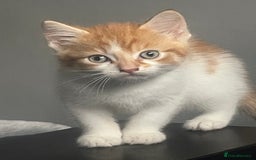 British Shorthair cats for sale: 3 beautiful kittens availble as of the 25th  - Advert 8