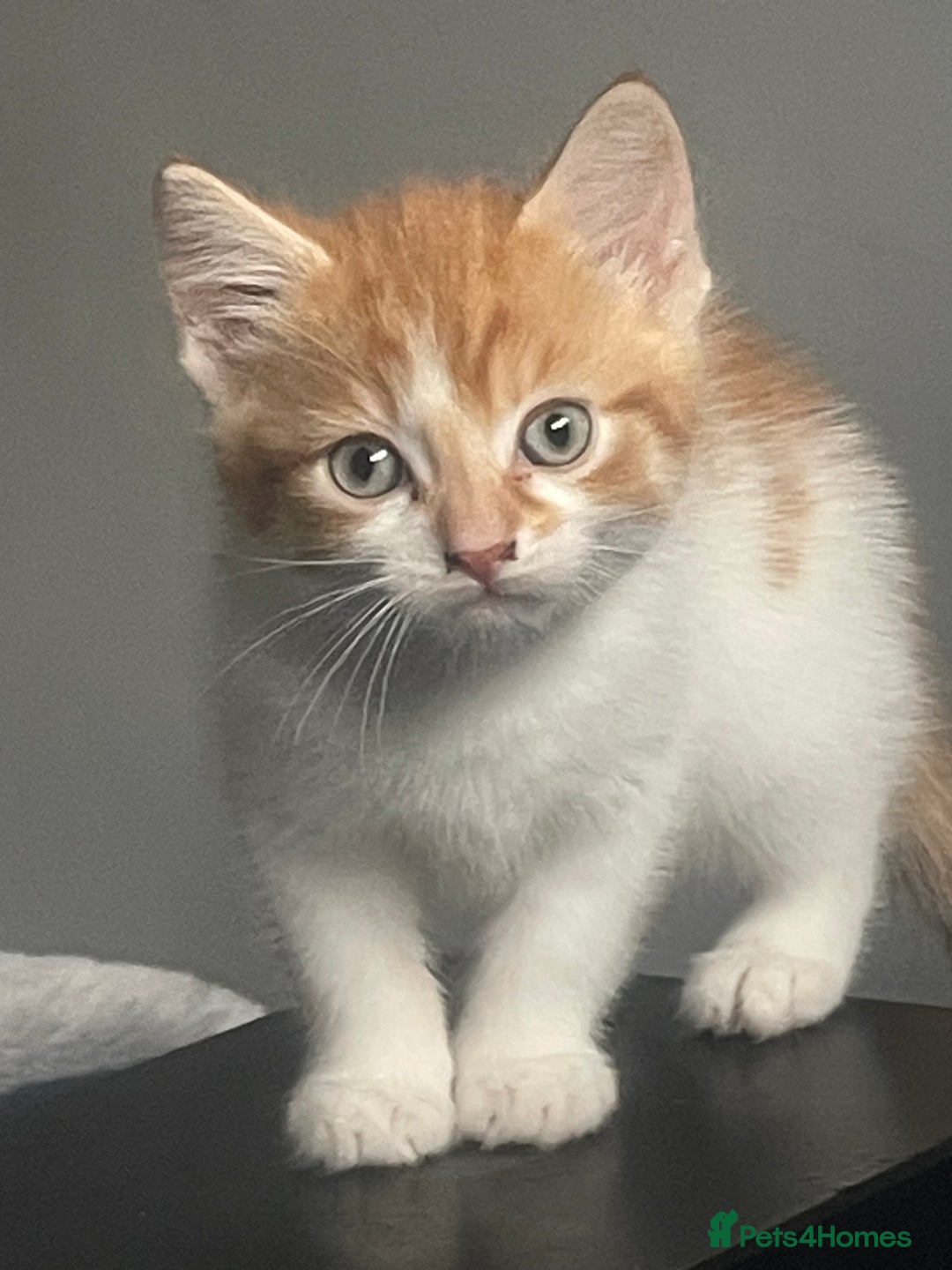 British Shorthair cats for sale: 3 beautiful kittens availble as of the 25th  - Advert 8