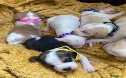 Beagle dogs for sale: Beautiful pedigree beagle pups - Image 18