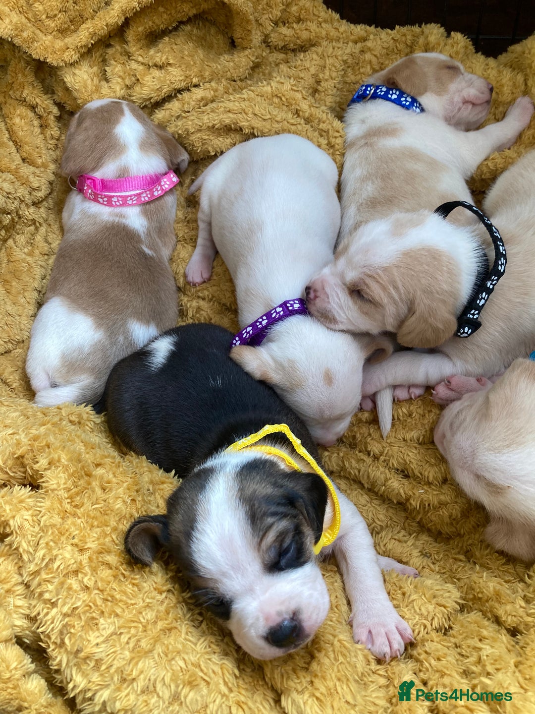 Beagle dogs for sale: Beautiful pedigree beagle pups - Image 18