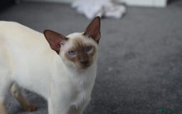 Siamese cats for sale: 🧬F1 BENAMESE KITTENS🧬  - Image 7