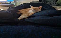 British Shorthair cats for sale: Two female cats - Image 7