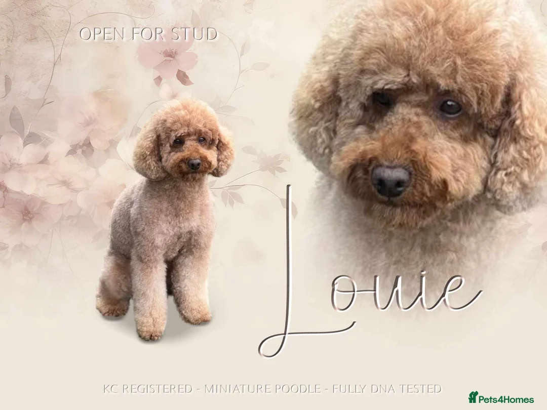 Miniature Poodle dogs for stud: Kc reg apricot  dna fully tested min poodle stud in Market Drayton - Advert 9