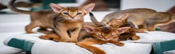 Abyssinian cats for sale: Stunning Wild Ruddy Abyssinian|TICA|Super friendly - Advert 5