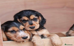 Cocker Spaniel dogs for sale: Full Cocker Spaniels Puppies  - Image 5