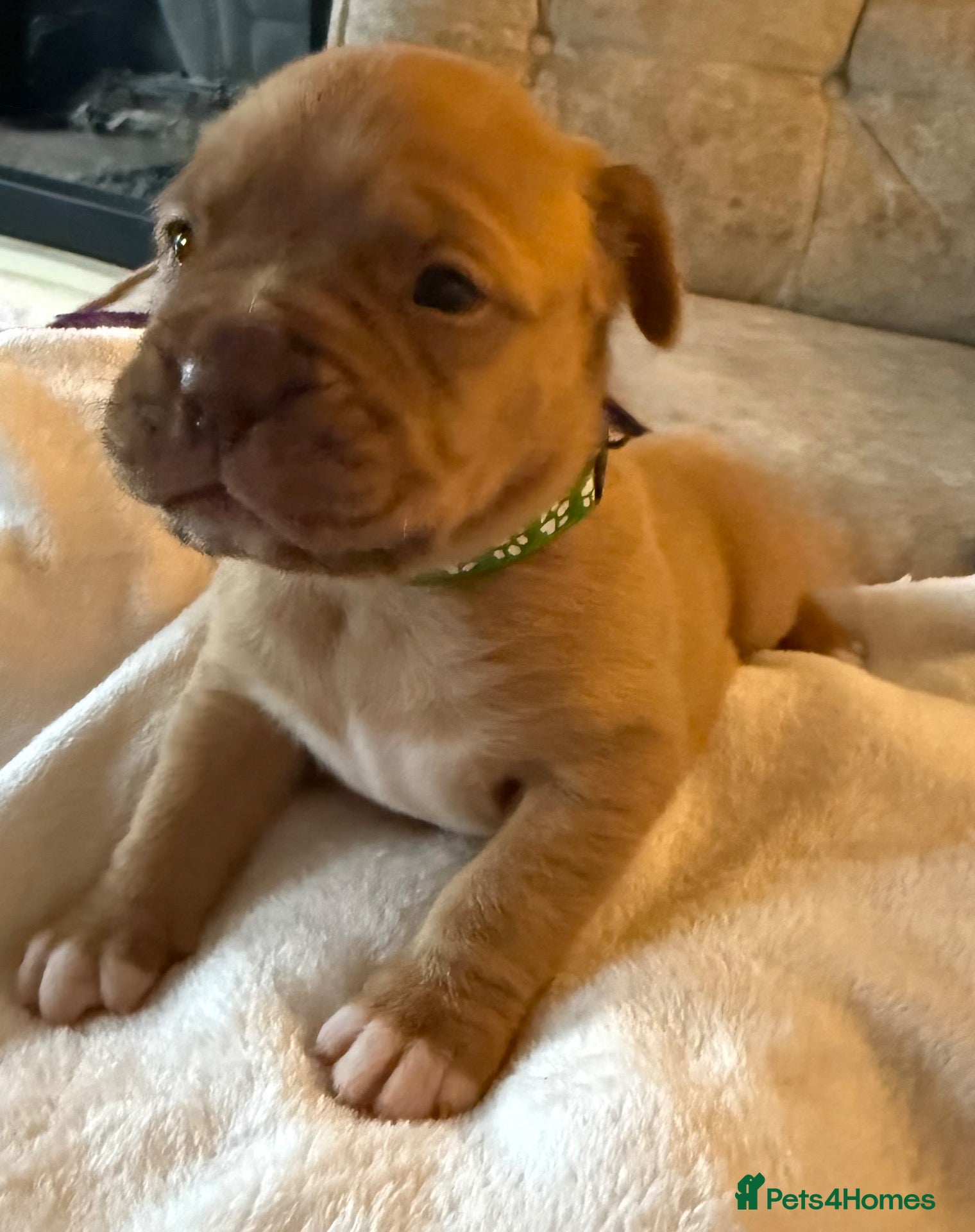 Dogue De Bordeaux dogs Dogue de Bordeaux  - Advert 9
