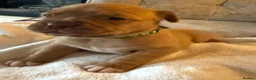 Dogue De Bordeaux dogs for sale: Dogue de Bordeaux  - Advert 1