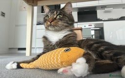 Maine Coon cats for sale: Maine Coon X - Image 3