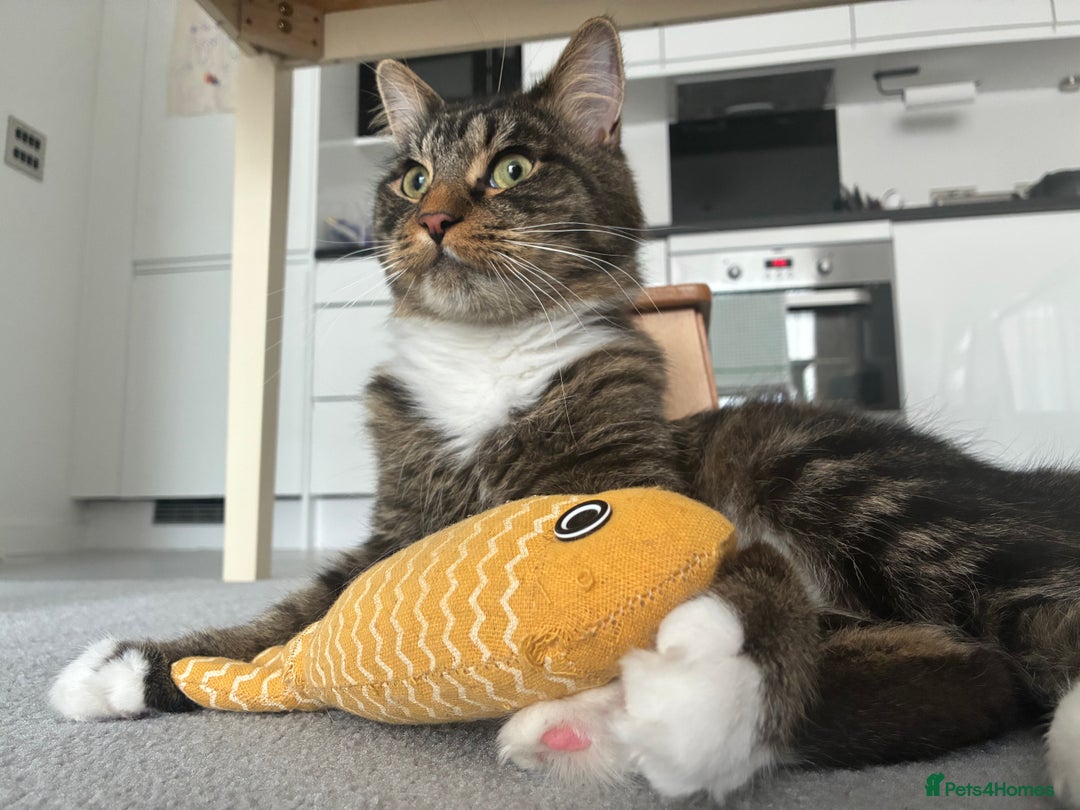 Maine Coon cats for sale: Maine Coon X - Image 3