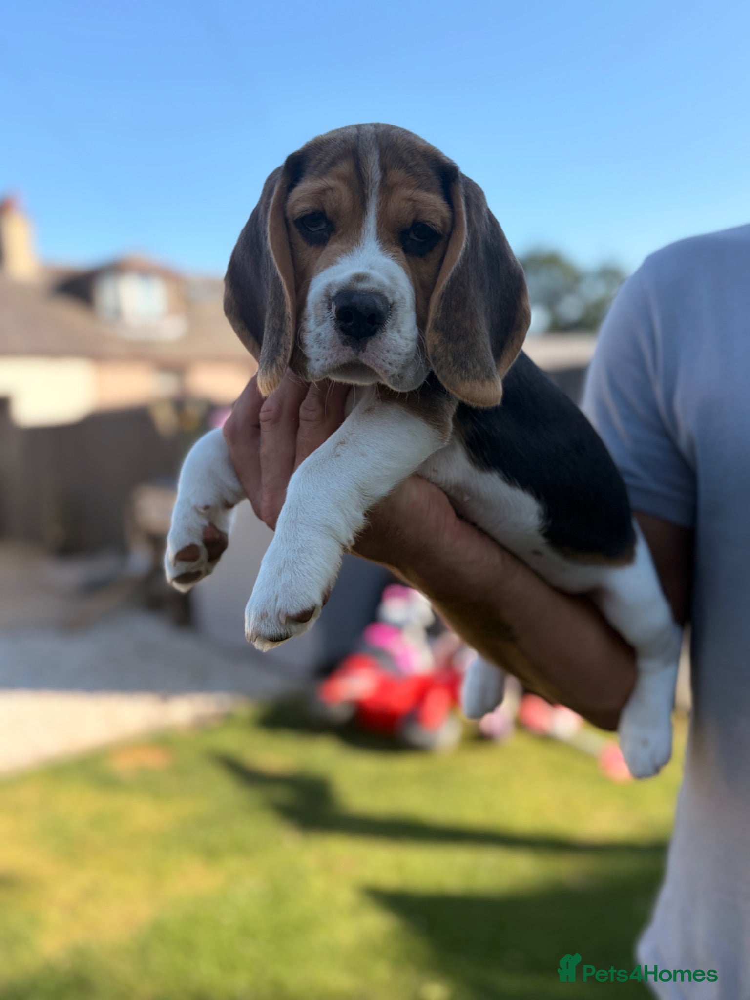Beagle dogs 💙KC Beagle boy ready Now 💙 - Advert 16