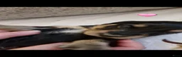Dachshund dogs for sale: Miniature long haired dachshund puppies  - Advert 16
