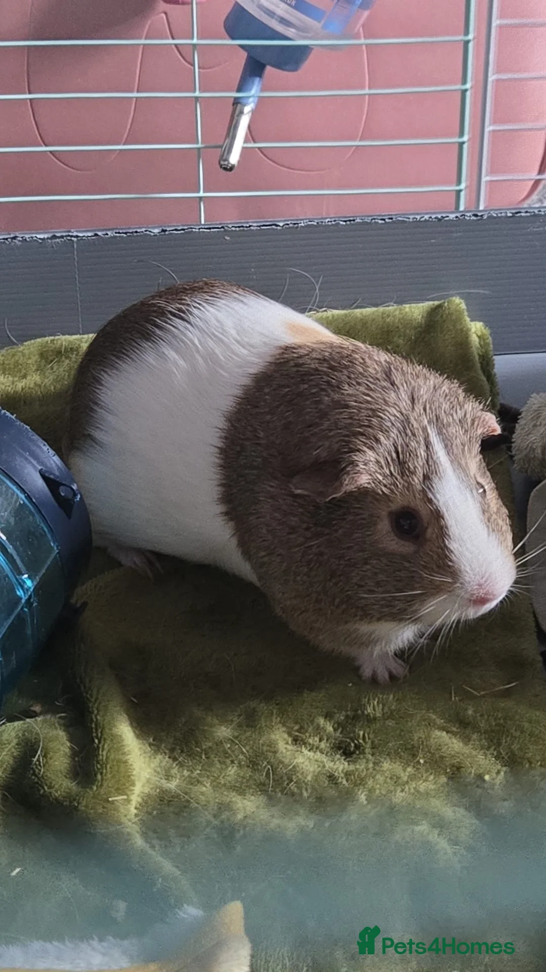 Guinea Pig rodents for sale: Duke & Patrick  in Caldicot - Advert 2