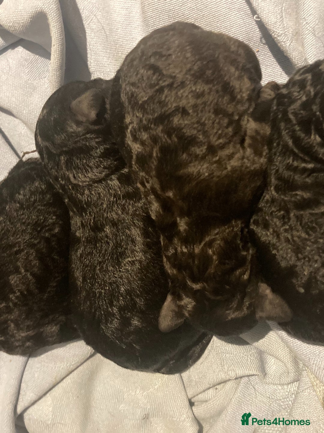 Toy Poodle dogs for sale: Beautiful toy poodle girl  - Advert 2