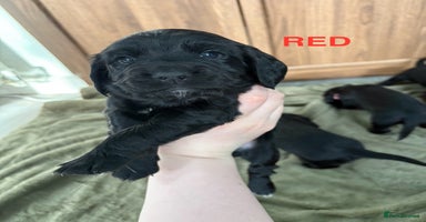 Cocker Spaniel dogs - Advert 10