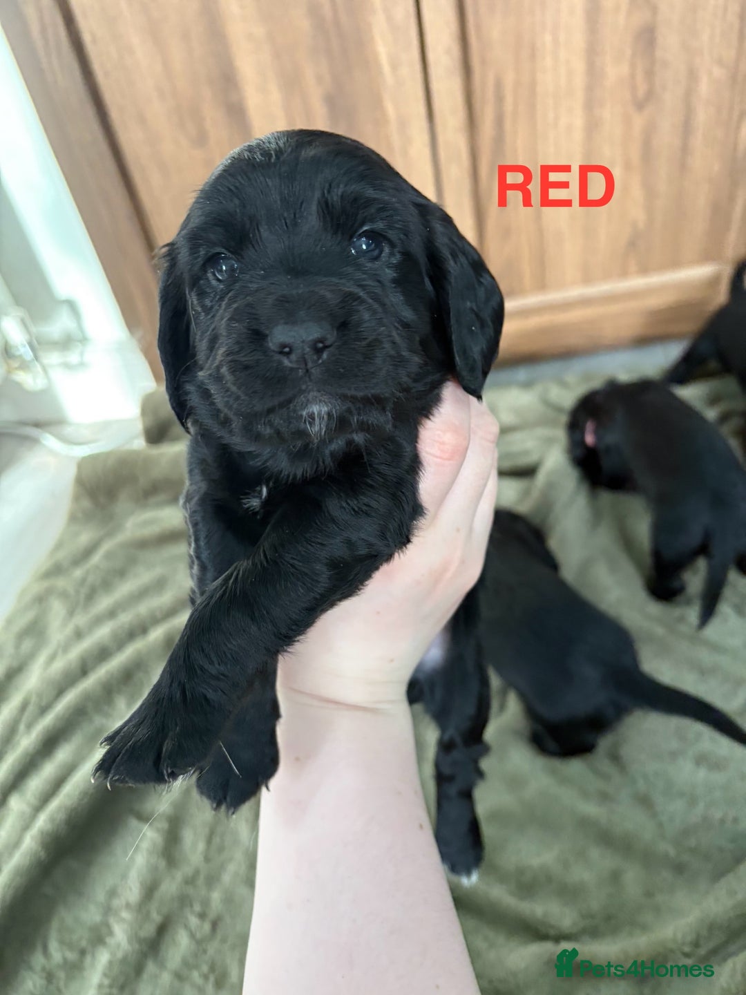Cocker Spaniel dogs for sale: Beautiful KC Cocker Spaniel Pups - Black - Image 1
