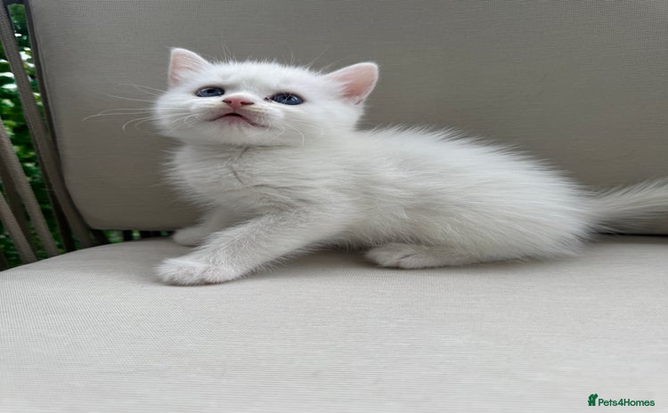 Persian cats - Advert 9