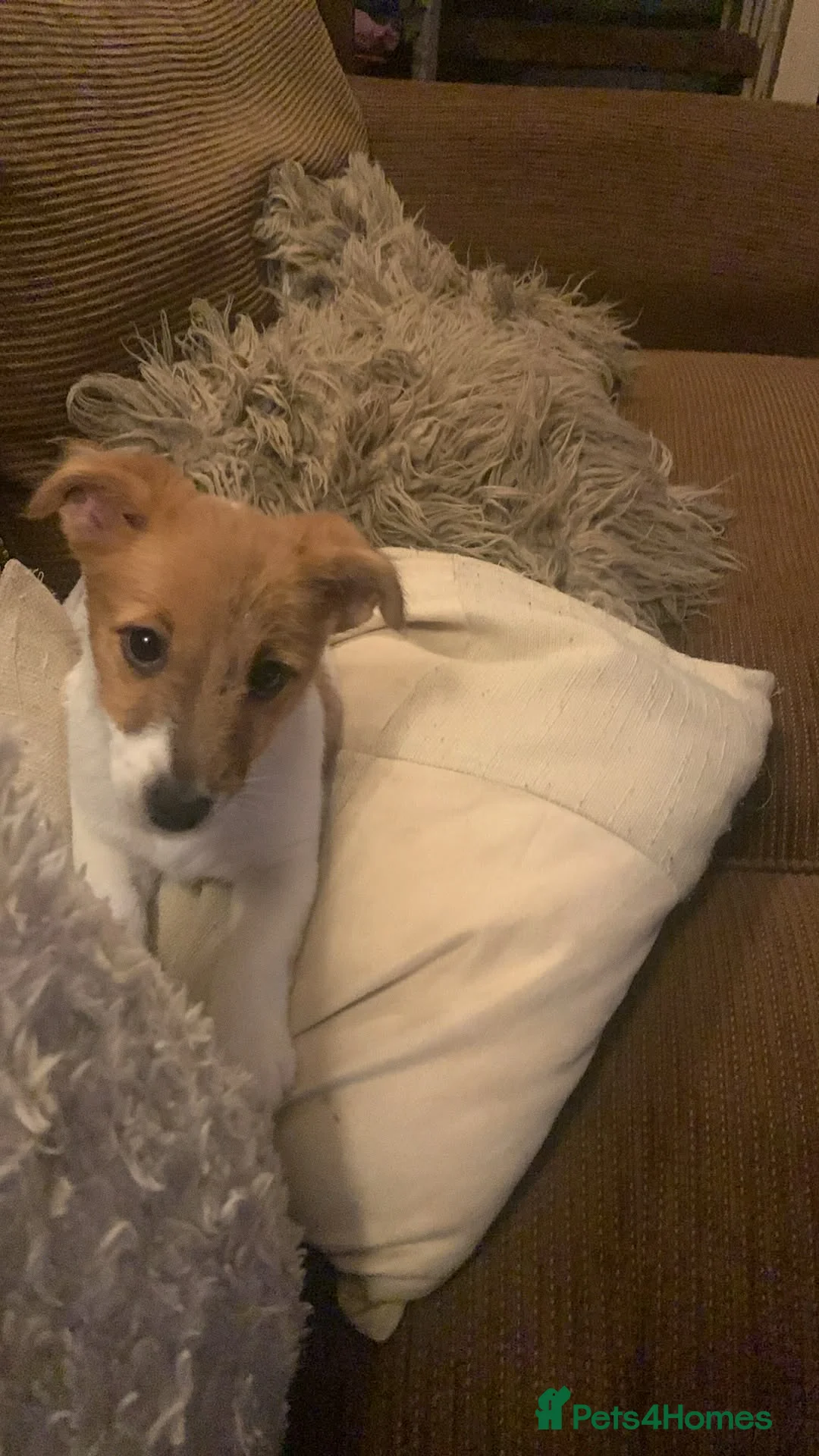 Jack Russell dogs for sale: Jack Russel Bitch For Sale - Advert 1