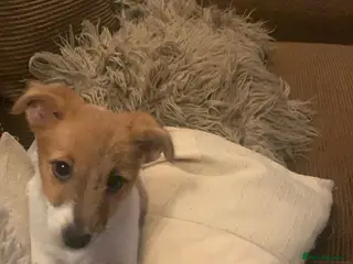 Jack Russell dogs Jack Russel Bitch For Sale - Advert 1