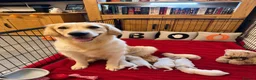 Golden Retriever dogs for sale: TOP QUALITY KC GOLDEN RETRIEVERS  - Advert 1
