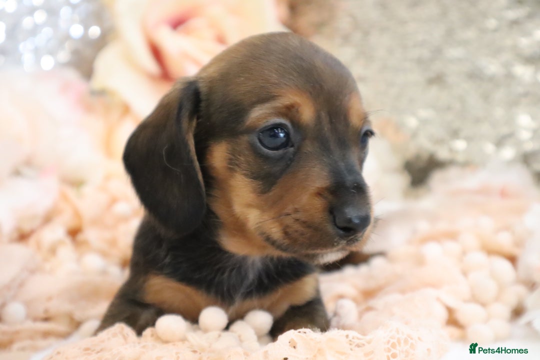 Miniature Dachshund dogs for sale: KC Registered Miniature Dachshund Puppies - Image 12