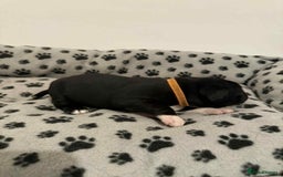 Staffordshire Bull Terrier dogs for sale: Champion lines Staffordshire Bull terrier puppies - Image 28