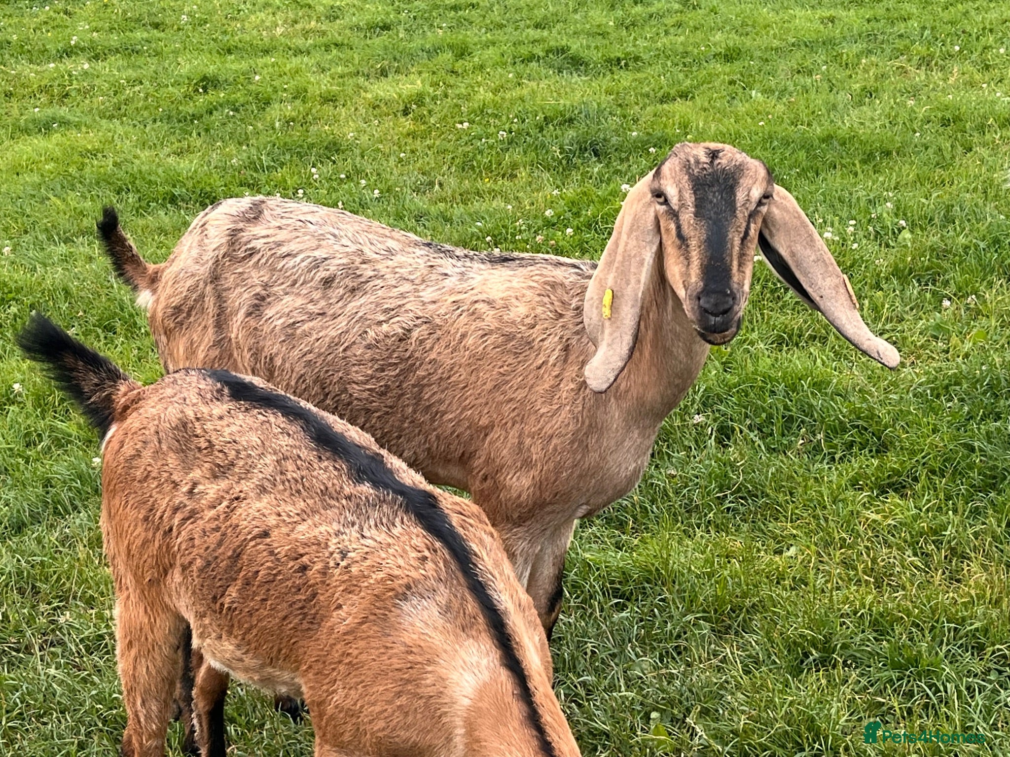 Goats livestock Selection of goats for sale  - Advert 6