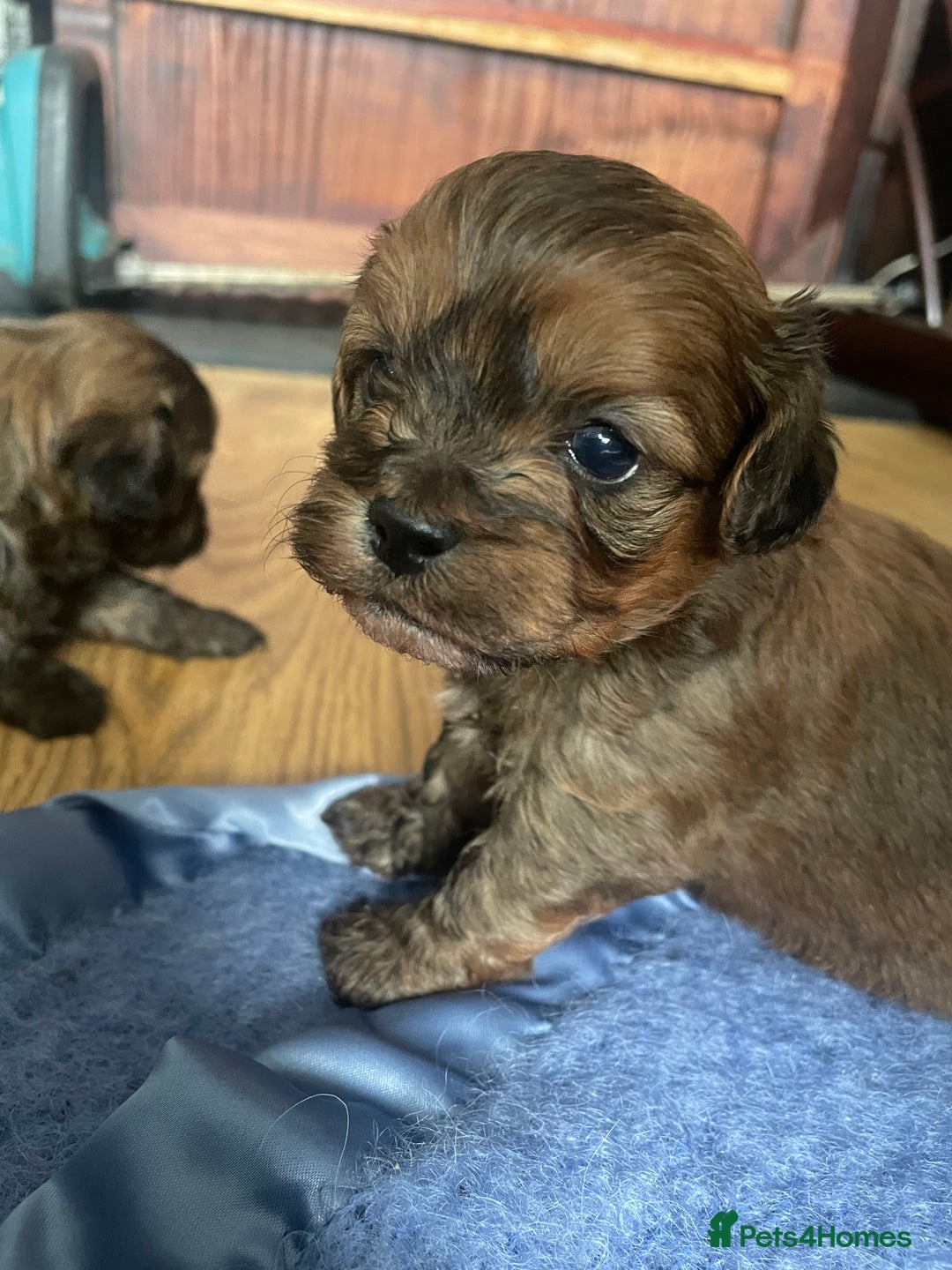Mixed Breed dogs for sale: Shihpoo  - Image 8