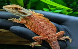 Bearded Dragon reptiles for sale: Red/orange bearded dragon  - Image 3