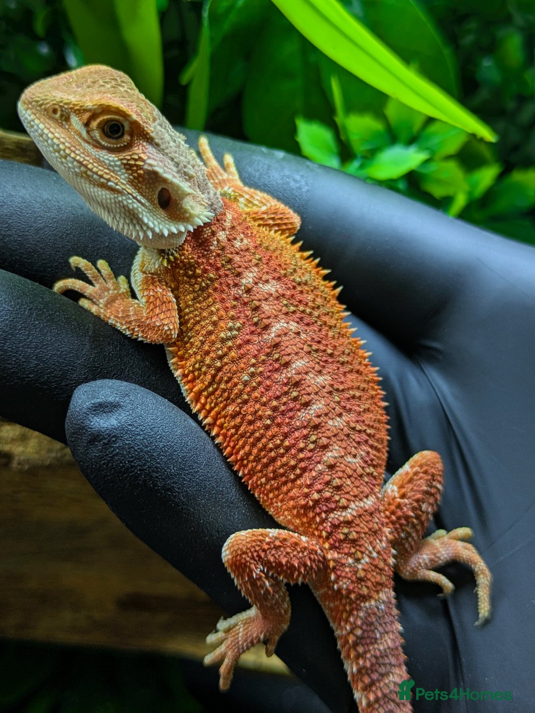Bearded Dragon reptiles for sale: Red/orange bearded dragon  - Image 3