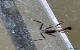Praying Mantis invertebrates for sale: African Twig Mantis (popa spurca) - Image 2