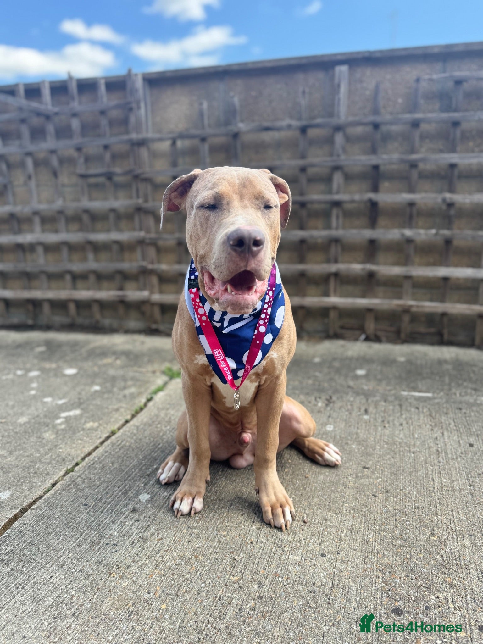 Mixed Breed dogs BIGGIE 7month old mixed breed  - Advert 2