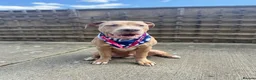 Mixed Breed dogs for sale: BIGGIE 7month old mixed breed  - Advert 1