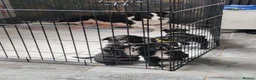Borador dogs for sale: 2 10 week old Collie Labradour cross girls - Advert 28