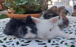 Angora rabbits for sale: STUNNING TEDDYWIDDER BABIES  - Image 9