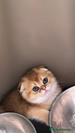 Scottish Fold cats - Advert 1